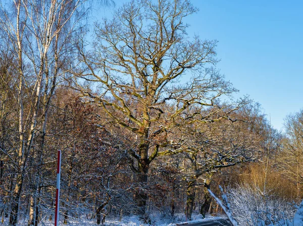 Un arbre couvert de neige une journée froide et croustillante d'hiver dans une forêt. Photo de Eslov, Suède — Photo