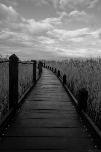 A black and white photo of a boardwalk in a marshland full of reeds in golden color with an amazing sky in the background. Picture from Lund, Sweden — Stock Photo, Image
