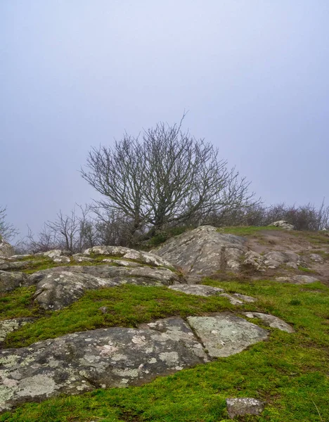 Un árbol en un paisaje ventoso y brumoso. Hierba verde y piedras en primer plano. Foto de la reserva natural de Kullen, Scania, Suecia — Foto de Stock