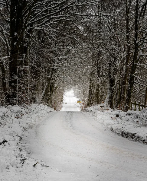Зимова крижана дорога, що проходить через ліс. Фото зі Сконе (Швеція). — стокове фото