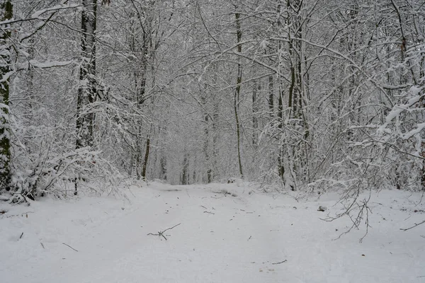 En isig och snöig vinterväg som går genom en skog. Bild från Skåne, Sverige — Stockfoto