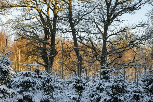 Drzewa pokryte śniegiem chrupiący zimowy dzień w lesie. Zdjęcie z Eslov, Szwecja — Zdjęcie stockowe