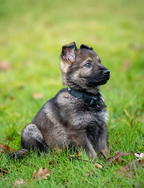 Ritratto di cane di un cucciolo di pastore tedesco di otto settimane in erba verde. Zibellino colorato, linea di lavoro razza — Foto Stock