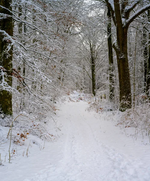 En isig och snöig vinterväg som går genom en skog. Bild från Skåne, Sverige — Stockfoto