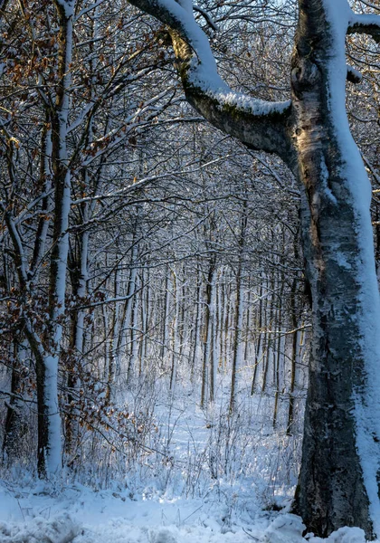 En snötäckt skog glänser en krispig kall vinterdag. Bild från Eslov, Sverige — Stockfoto