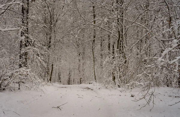 En isig och snöig vinterväg som går genom en skog. Bild från Skåne, Sverige — Stockfoto