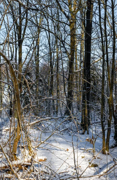 En snötäckt skog glänser en krispig kall vinterdag. Bild från Eslov, Sverige — Stockfoto