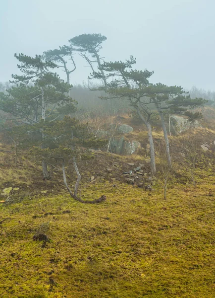 Árboles en un paisaje ventoso y brumoso. Foto de la reserva natural de Kullen, Scania, Suecia — Foto de Stock