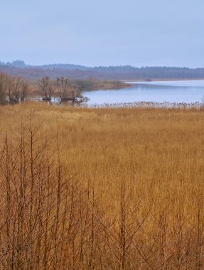 Gölün yanındaki sazlıklarla dolu bir bataklık manzarası. Fotoğraf: Lund, İsveç