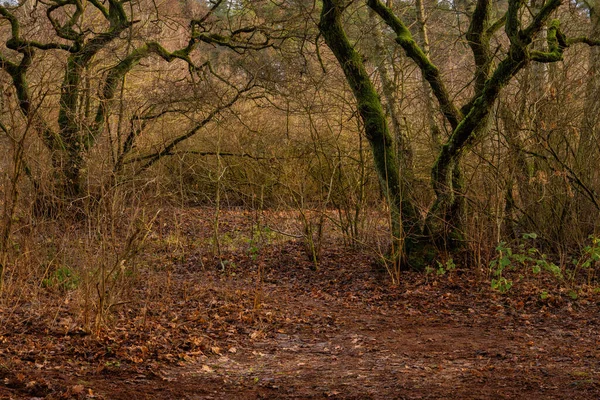 Een winter schilderstuk van een prachtig woud glade. Foto uit Scania, Zweden — Stockfoto