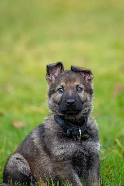 Dog portrait of an eight weeks old German Shepherd puppy in green grass. Sable colered, working line breed