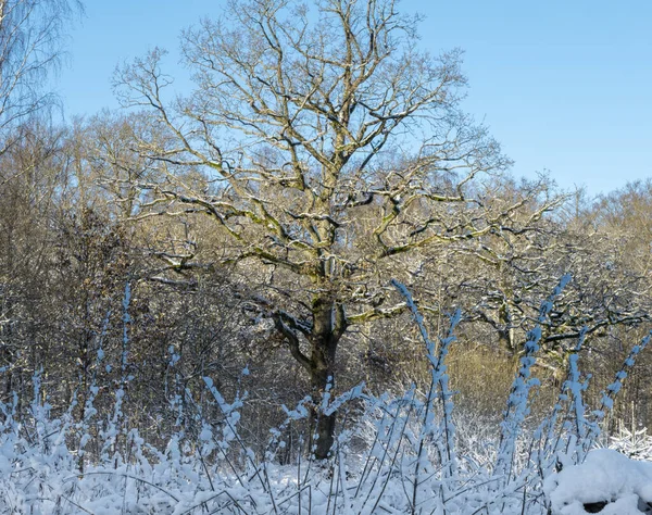 Ett träd täckt av snö en krispig kall vinterdag i en skog. Bild från Eslov, Sverige — Stockfoto