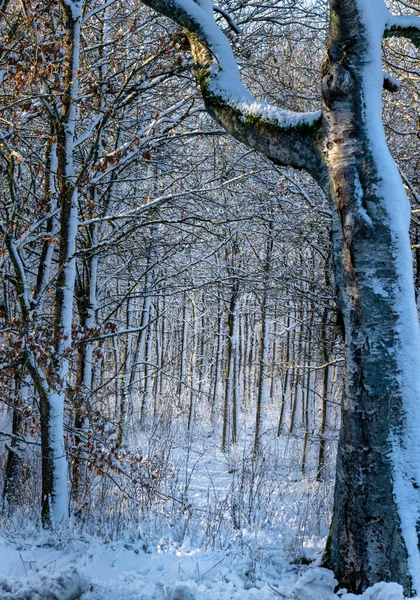 Ένα χιόνι κάλυψε δάσος ξέφωτο μια τραγανή κρύα ημέρα του χειμώνα. Φωτογραφία από το Eslov, Σουηδία — Φωτογραφία Αρχείου