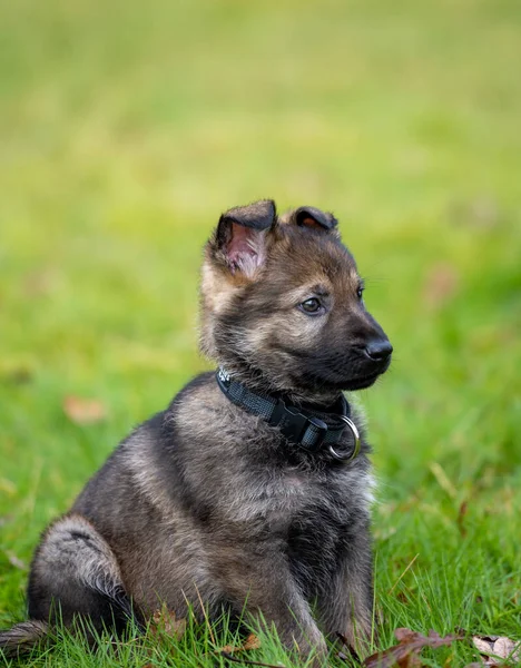 Dog portrait of an eight weeks old German Shepherd puppy in green grass. Sable colered, working line breed