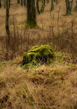 Ormanda yeşil bir ağaç kütüğü. Fotoğraf: İskandinav, İsveç