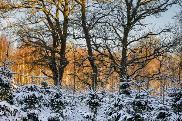 눈으로 덮힌 나무들은 숲 속의 추운 겨울날을 바삭바삭 하게 추운 날씨로 장식 한다. 스웨덴의에 슬 로프에서 찍은 사진 — 스톡 사진