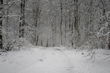 Ormandan geçen buzlu ve karlı bir kış yolu. Fotoğraf: İskandinav, İsveç