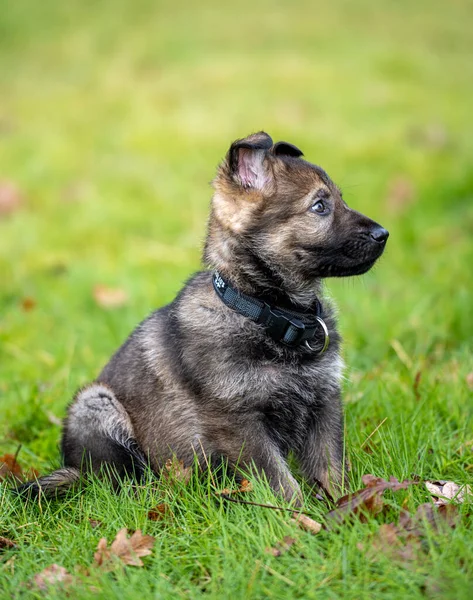 Dog portrait of an eight weeks old German Shepherd puppy in green grass. Sable colered, working line breed — Stock Photo, Image