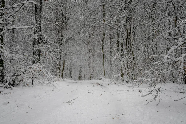 Ormandan geçen buzlu ve karlı bir kış yolu. Fotoğraf: İskandinav, İsveç