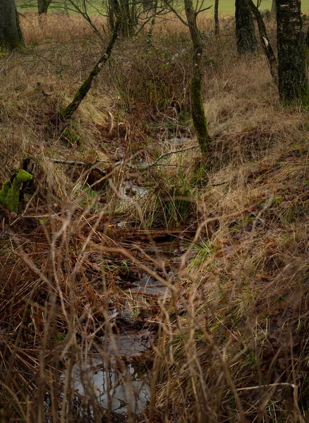 Een winterfoto van een strootje water in het bos. Foto uit Scania, Zweden — Stockfoto