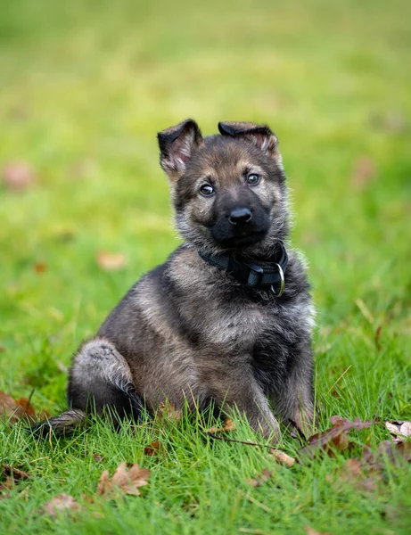 Yeşil çimlerde sekiz haftalık Alman çoban köpeğinin köpek portresi. Samur renkli, çalışan bir cins.