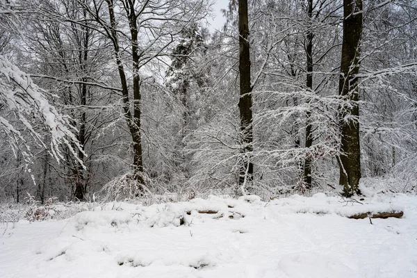 Ένα δέντρο καλυμμένο με χιόνι μια τραγανή κρύα χειμωνιάτικη μέρα σε ένα δάσος. Φωτογραφία από το Eslov, Σουηδία — Φωτογραφία Αρχείου