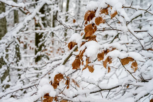 Ένα κλαδί δέντρου με κόκκινα φύλλα καλυμμένο με λευκό χιόνι. Φωτογραφία από Scania, Σουηδία — Φωτογραφία Αρχείου
