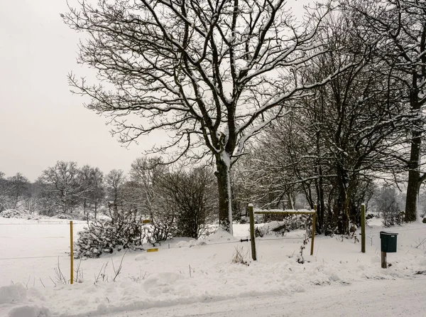Un arbre dans la prairie couvert de neige une journée froide et croustillante d'hiver. Photo de Hoor, Suède — Photo