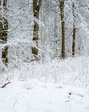 Karla kaplı bir ağaç. Ormanda kıtır kıtır bir kış günü. Fotoğraf: Eslov, İsveç