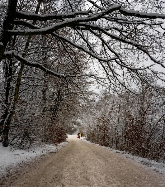 Ένα δέντρο καλυμμένο με χιόνι μια τραγανή κρύα χειμωνιάτικη μέρα σε ένα δάσος. Φωτογραφία από Scania, Σουηδία — Φωτογραφία Αρχείου