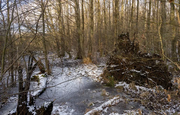 Ein Winterfoto von einem eisigen Wasserteich in einem Wald. Bild aus Lund, Schweden — Stockfoto