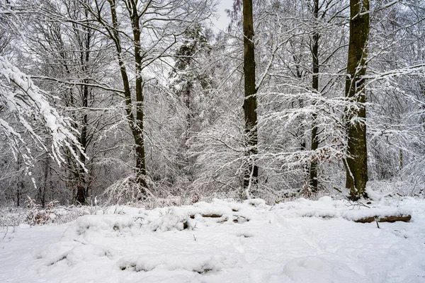 Ett träd täckt av snö en krispig kall vinterdag i en skog. Bild från Eslov, Sverige — Stockfoto