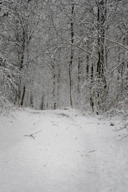Ormandan geçen buzlu ve karlı bir kış yolu. Fotoğraf: İskandinav, İsveç
