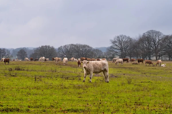 Kühe weiden im Moor. Bild aus Revingehed, Schonen, Schweden — Stockfoto