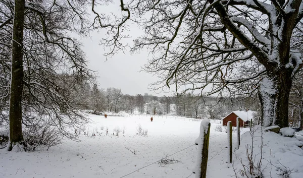 Et vinterlandskab dækket af sne en sprød kold vinterdag. Billede fra Hoor, Sverige - Stock-foto