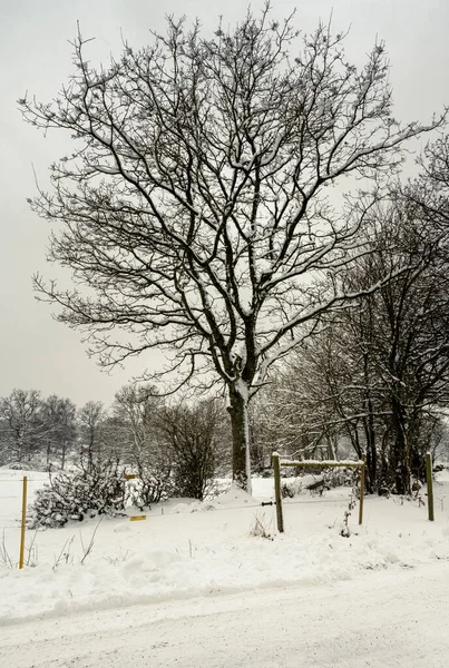 Ένα δέντρο στο λιβάδι καλυμμένο με χιόνι μια τραγανή κρύα χειμωνιάτικη μέρα. Φωτογραφία από Hoor, Σουηδία — Φωτογραφία Αρχείου