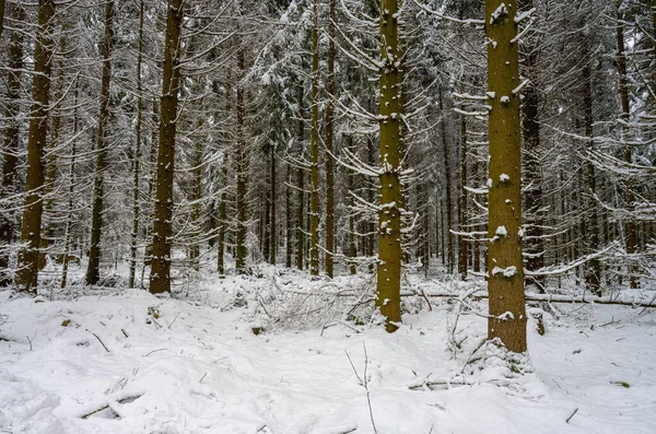 En tallskog täckt av snö. Bild från Skåne, Sverige — Stockfoto