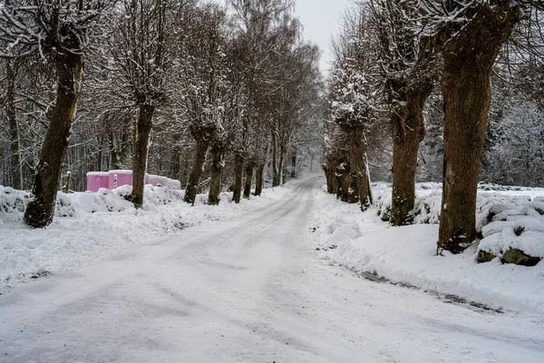 Ένας παγωμένος και χιονισμένος χειμωνιάτικος δρόμος που διασχίζει μια παραδοσιακά κλαδεμένη γραμμή από ιτιές. Φωτογραφία από Scania, Σουηδία — Φωτογραφία Αρχείου