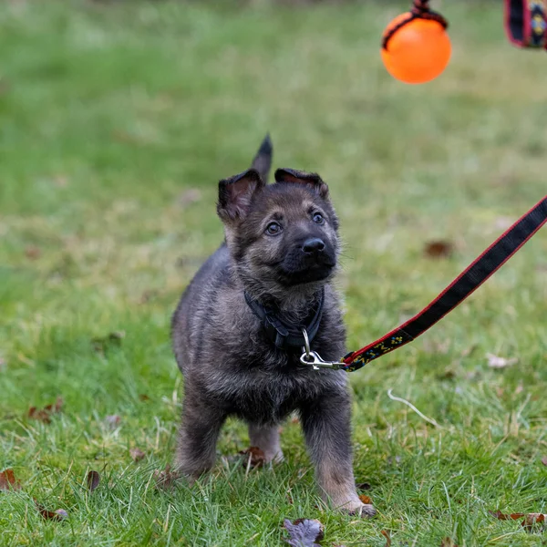 An eight weeks old German Shepherd puppy playing with green grass in the background. Sable colered, working line breed — Stock Photo, Image