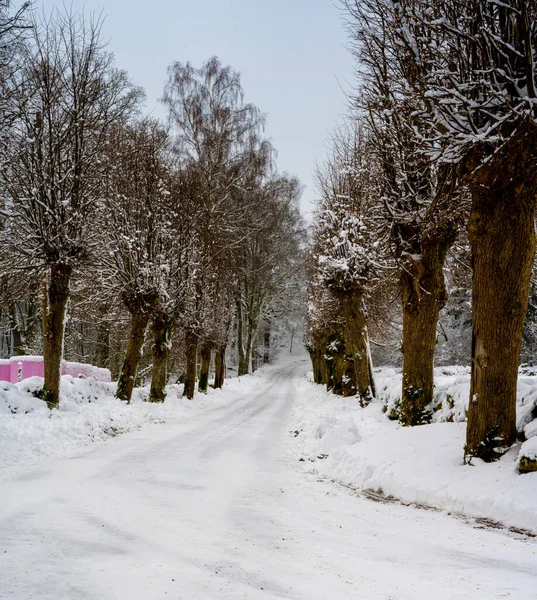Ένας παγωμένος και χιονισμένος χειμωνιάτικος δρόμος που διασχίζει μια παραδοσιακά κλαδεμένη γραμμή από ιτιές. Φωτογραφία από Scania, Σουηδία — Φωτογραφία Αρχείου