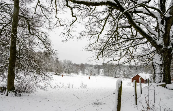 Ένα χειμερινό τοπίο καλυμμένο με χιόνι μια τραγανή κρύα χειμωνιάτικη μέρα. Φωτογραφία από Hoor, Σουηδία — Φωτογραφία Αρχείου