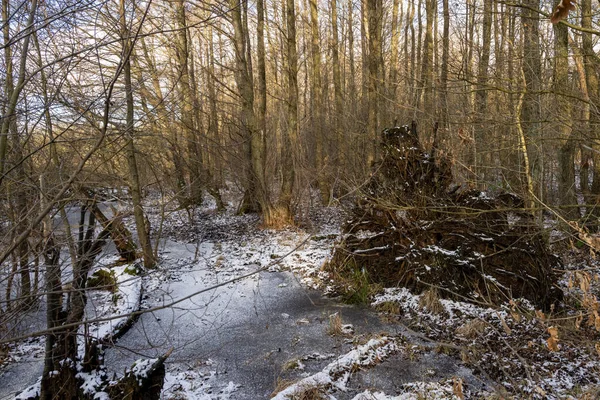 Una foto de invierno de un estanque de agua helada en un bosque. Foto de Lund, Suecia — Foto de Stock