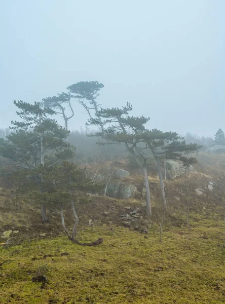 Árboles en un paisaje ventoso y brumoso. Foto de la reserva natural de Kullen, Scania, Suecia — Foto de Stock