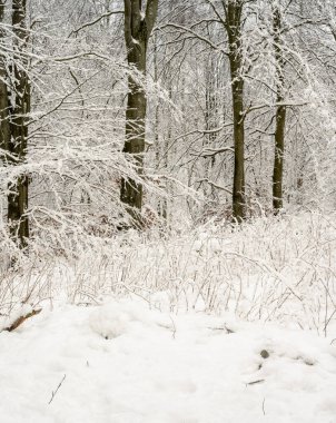 Karla kaplı bir ağaç. Ormanda kıtır kıtır bir kış günü. Fotoğraf: Eslov, İsveç