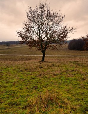 Bozkırda yalnız bir ağaç. Fotoğraf Revingehed, Scania, İsveç 'ten