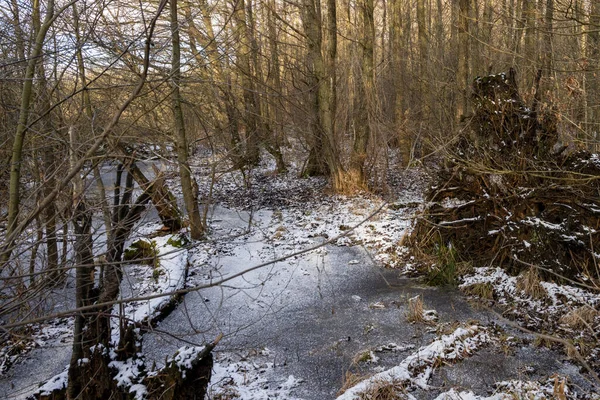 Een winterfoto van een ijzige waterplas in een bos. Foto uit Lund, Zweden — Stockfoto