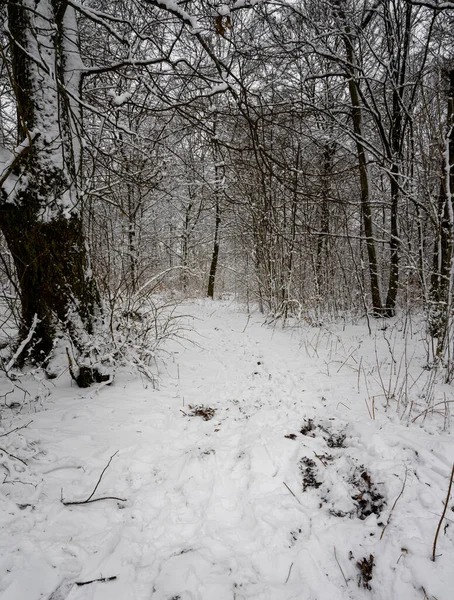얼음과 눈이 덮인 겨울 길이 숲 속에 있습니다. 사진 : Scania, Sweden — 스톡 사진