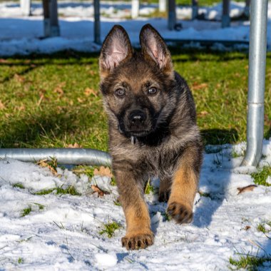 Dokuz haftalık bir Alman çoban köpeği koşar ve doğruca kameraya bakar. Kar ve yeşil çimen arka plan