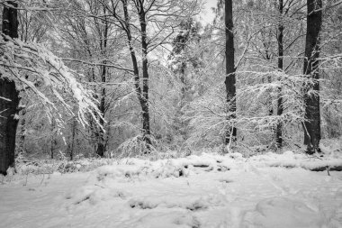 Karla kaplı bir ağaç. Ormanda kıtır kıtır bir kış günü. Fotoğraf: Eslov, İsveç