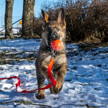 11 haftalık bir Alman çoban köpeği karla oynar.